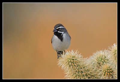 Black-throated Sparrow, Borrego Springs