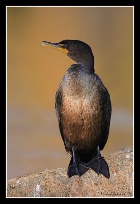 Cormorant, Monterey