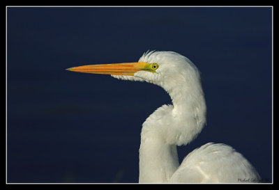 Great Egret, Santee