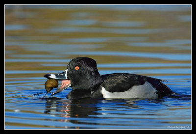 Ring-Necked Duck, Santee