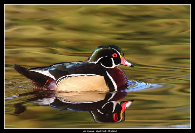 Wood Duck, Santee