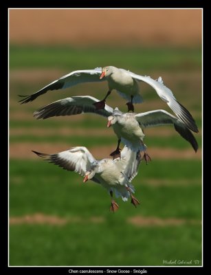 Snow Geese, Salton Sea