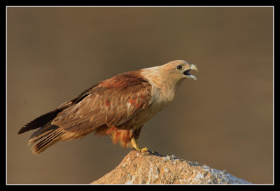 Brahminy Eagle, Machinabele