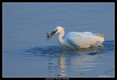 Egret, T.G. Halli, India