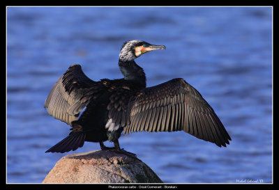 Birds of Sweden; Cormorants