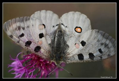 Butterfly, Gotland