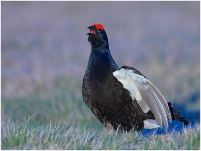 black grouse