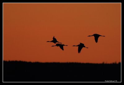 Birds of Sweden; Cranes and rails