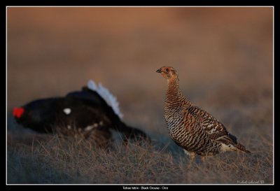 Black Grouse, female