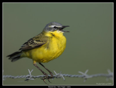 Yellow Agtail, Vomb