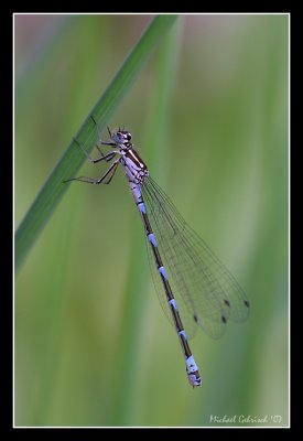 Damselfly