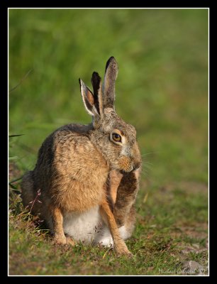 Split-eared Hare, land