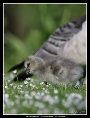 Barnacle Goose, Malm