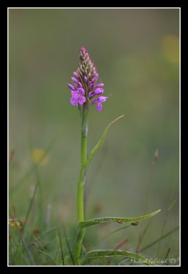 Wild Orchid, Stenshuvud
