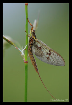 Mayfly