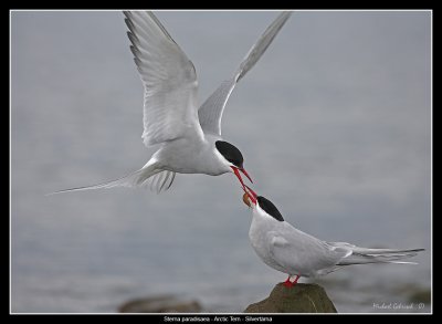 Arctic Tern courtship