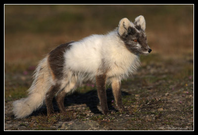Arctic fox, between winter and summer