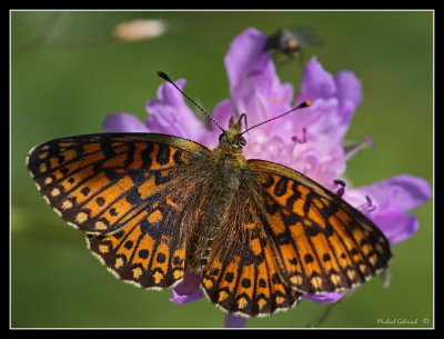 Butterfly, Dalarna