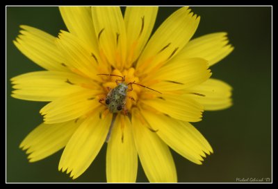 Bug on yellow flower