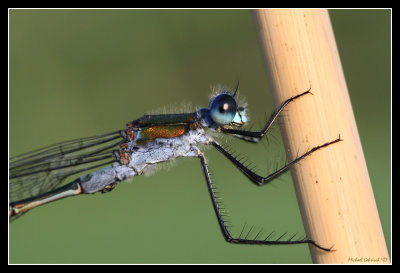 Emerald Damselfly on grass