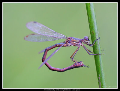 Emerald Damsefly