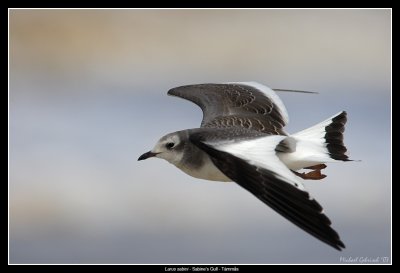 Sabine's Gull