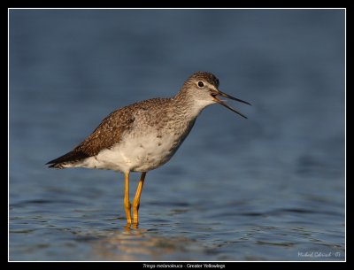 Greater Yellowlegs, Jamaica Bay