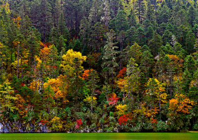 Autumn colours along the shore of Bitahai Lake