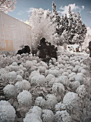 Chrysanthemum exhibition at Grand View Pavilion