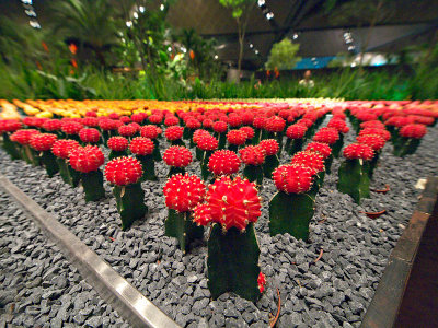 Field of Cacti 02