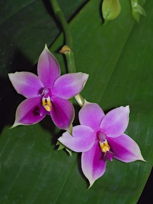 Orchid 09