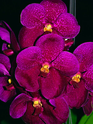 Singapore Garden Festival 2006