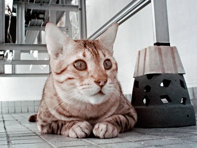 Cats