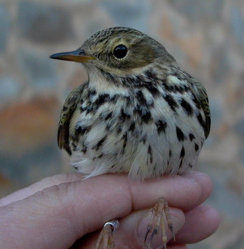 Meadow Pipit - Anthus pratensis - Bisbita comun - Titella