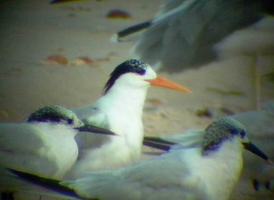 Lesser Crested Tern - Sterna bengalensis - Charrn bengal - Xatrac Bengal