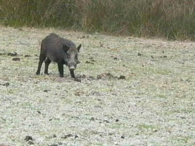 Wildboar