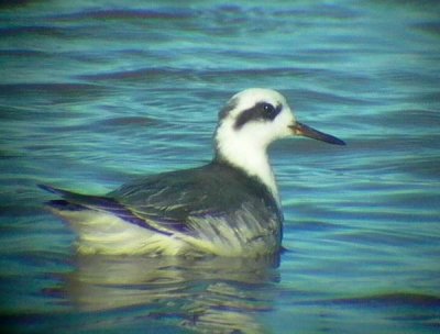 Grey Phalarope - Phalaropus fulicarius - Falaropo picogrueso - Escuraflascons Becgros