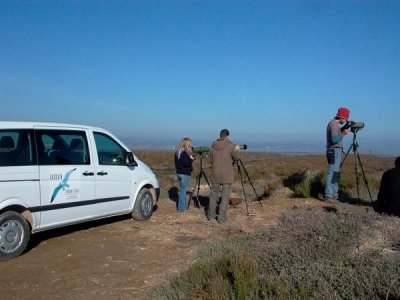 Birdwatching in the Ebro Delta, Bay of Fangar - Pajareo en el delta del Ebro - Observant ocells al Delta del Ebre