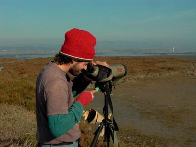 Birdwatching in the Ebro Delta, Bay of Fangar - Pajareo en el delta del Ebro - Observant ocells al Delta del Ebre