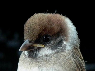 Young Tree Sparrow -Juvenile Passer montanus - Joven de Gorrion Molinero - Jove de Pardal Xàrrec - Skovspurv