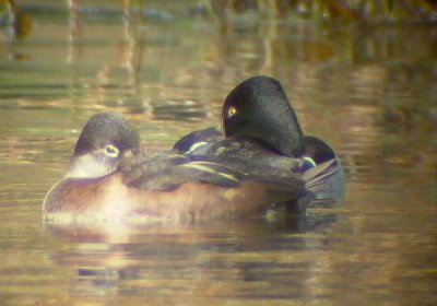 Ring-necked Duck - Aythya collaris - Porrón acollarado - Halsbåndstroldand - Morell de collar