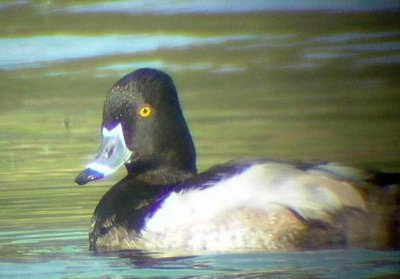 Ring-necked Duck - Aythya collaris - Porrón acollarado - Halsbåndstroldand - Morell de collar