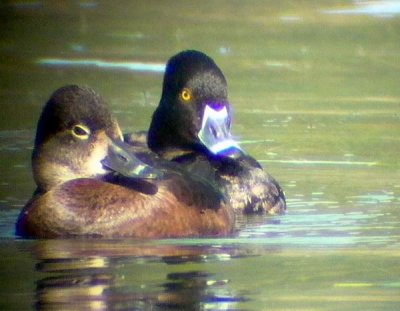 Ring-necked Duck - Aythya collaris - Porrón acollarado - Halsbåndstroldand - Morell de collar