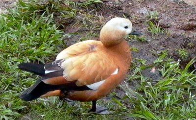 Ruddy Shelduck - Tadorna ferruginea - Tarro canelo - Rustand - nec canyella