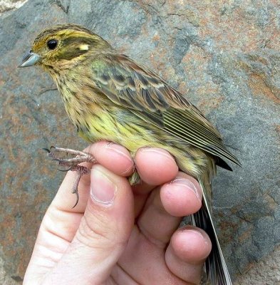 Female Cirl Bunting - Emberiza cirlus - Femella de Gratapalles - Hembra de Escribano soteo
