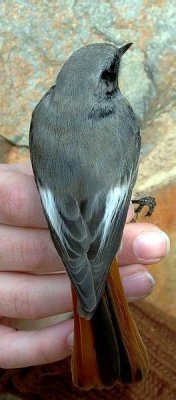 Adult Male Black redstart - Phoenicurus ochruros gibraltariensis - Macho adulto de Colirojo tizon - Mascle adult de Cotxa Fumada