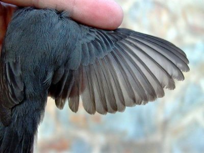 Young male Sardinean Warbler - Sylvia melanocephala - Curruca cabecinegra - Tallarol capnegra