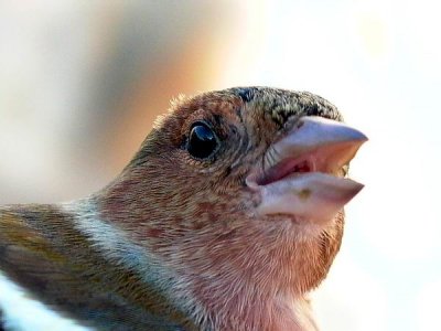 Common Chafinch - Fringilla coelebs - Pinzn - Pins com