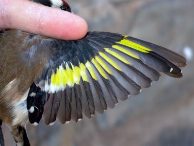 Young Male Goldfinch - Carduelis carduelis - Macho joven de Jilguero - Mascle jove de Cadernera