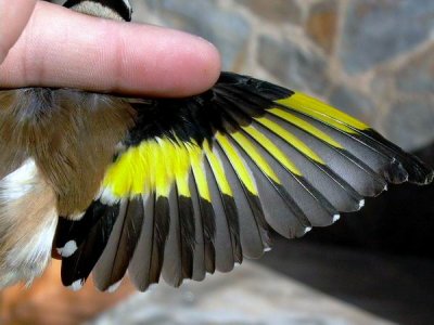 Goldfinch - Carduelis carduelis -  Jilguero -  Cadernera